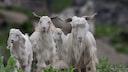 The Suffering of Animals for Cashmere