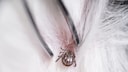 Close-up of a tick on a dog with tweezers