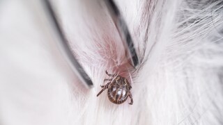 Close-up of a tick on a dog with tweezers