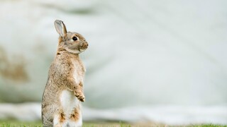 Rabbit