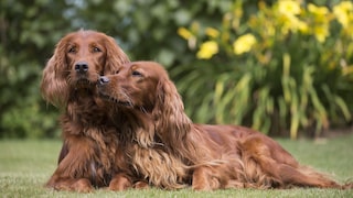 Two Irish Red Setters are snuggled closely together, enjoying the beautiful weather.