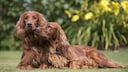 Two Irish Red Setters are snuggled closely together, enjoying the beautiful weather.