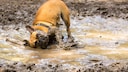 Anti-authoritarian training for dogs