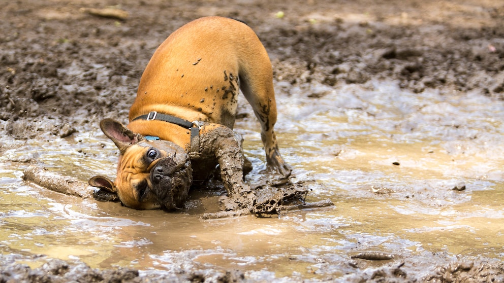 Anti-authoritarian training for dogs