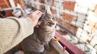 A cat sits on a cat-proof balcony and is stroked