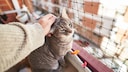 A cat sits on a cat-proof balcony and is stroked