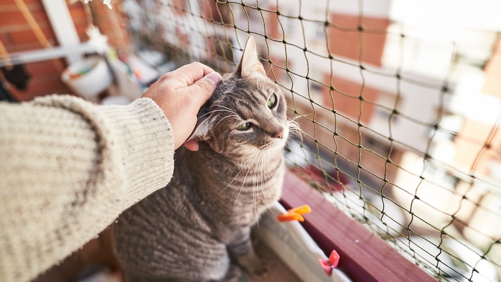 A cat sits on a cat-proof balcony and is stroked