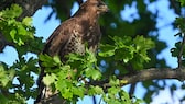 A buzzard stands on a branch of an oak tree