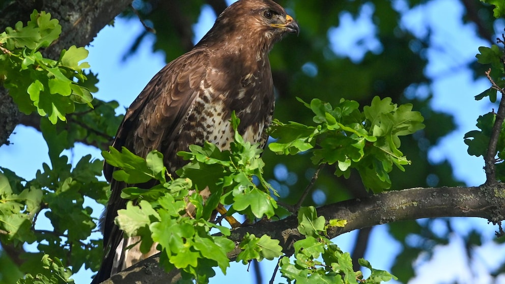 A buzzard stands on a branch of an oak tree