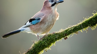 Jay