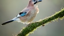 Jay