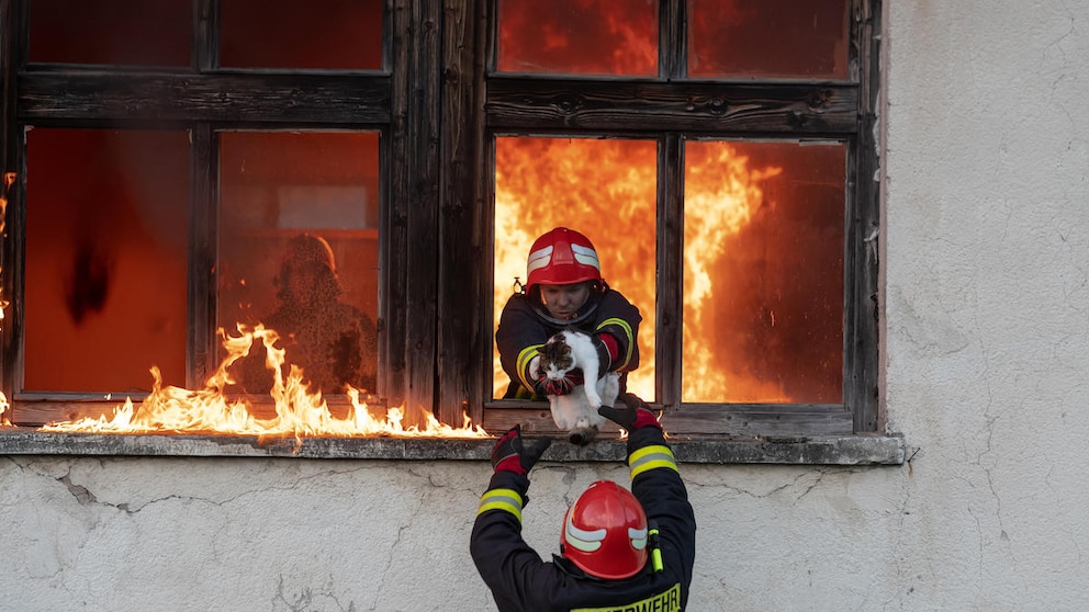 Firefighters rescue a cat from a burning house