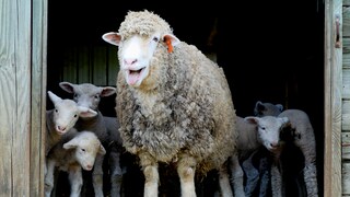 Sheep have taken on an extraordinary task in the Rhön (symbolic image)
