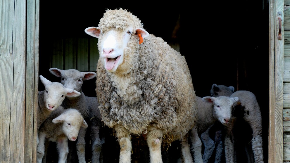 Sheep have taken on an extraordinary task in the Rhön (symbolic image)