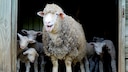 Sheep have taken on an extraordinary task in the Rhön (symbolic image)