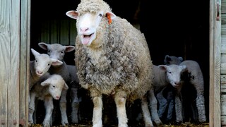 Sheep have taken on an extraordinary task in the Rhön (symbolic image)