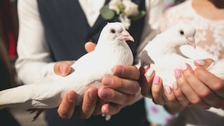 For many, white wedding doves are part of a successful wedding. But is this tradition still up to date?