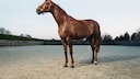 Former racehorses are available for little money, but they are not suitable for every leisure rider.