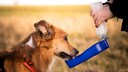 A border collie drinks water from a travel bottle