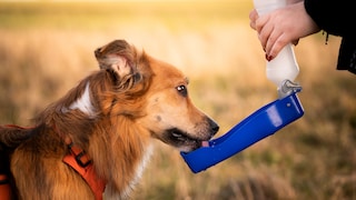 A border collie drinks water from a travel bottle