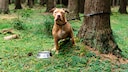 Especially at the beginning of the vacation season, some owners get rid of their pets by abandoning them or taking them to an animal shelter.
