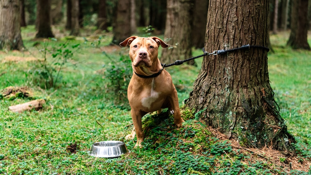 Especially at the beginning of the vacation season, some owners get rid of their pets by abandoning them or taking them to an animal shelter.