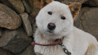 A young Korean Jindo dog looks friendly into the camera.