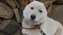 A young Korean Jindo dog looks friendly into the camera.