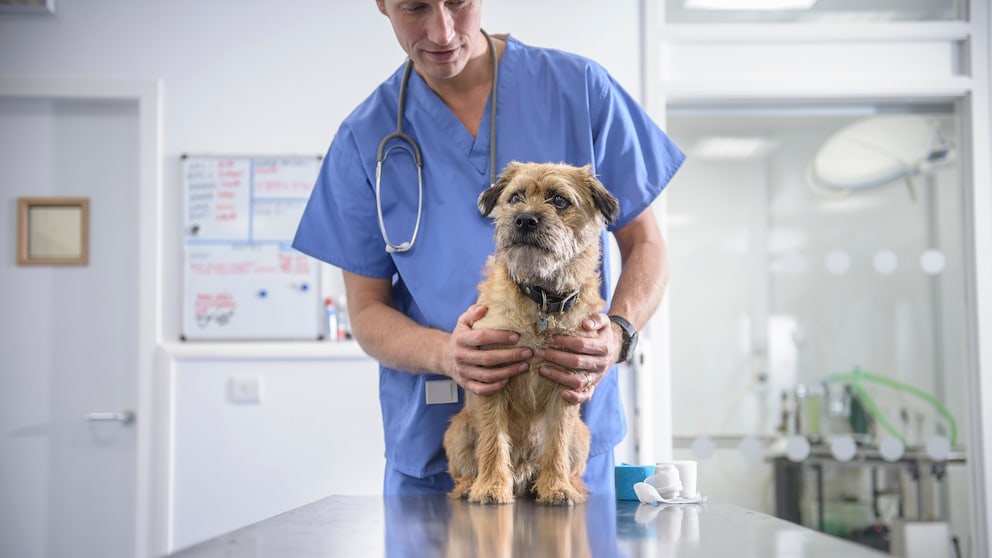 A vet examines a dog.