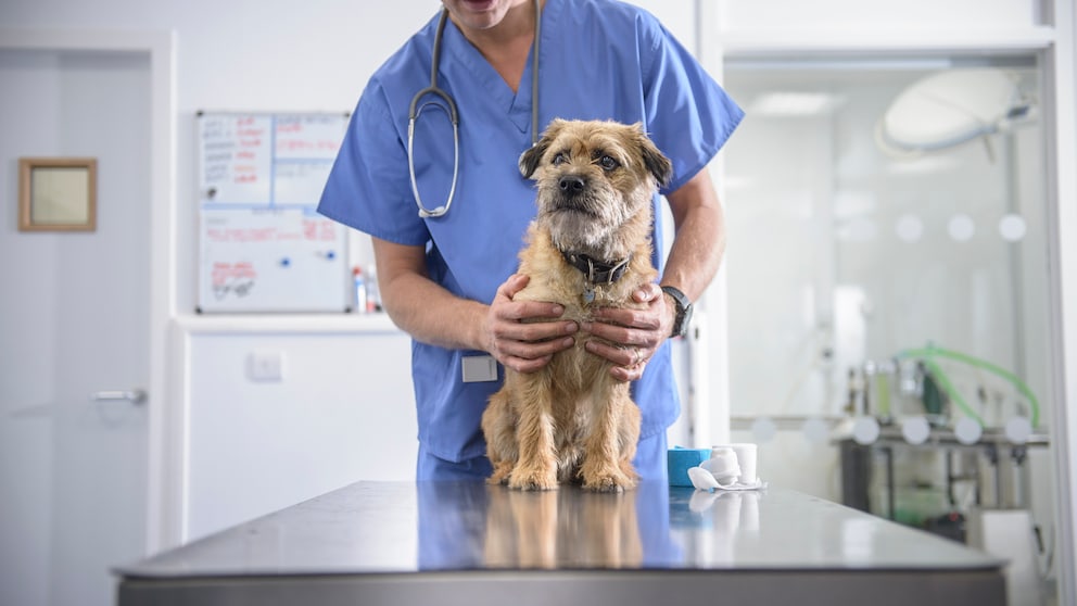 A vet examines a dog.