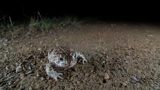 Toad migrations often pose great dangers for the animals.