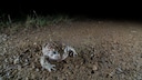 Toad migrations often pose great dangers for the animals.