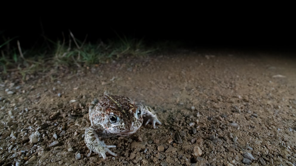 Toad migrations often pose great dangers for the animals.