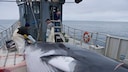 Whalers prepare to skin a minke whale.