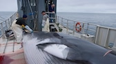 Whalers prepare to skin a minke whale.