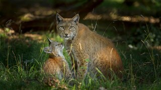 A female lynx stands in a clearing with one of her cubs.