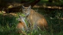 A female lynx stands in a clearing with one of her cubs.