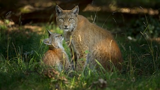 A female lynx stands in a clearing with one of her cubs.