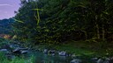Fireflies over a river