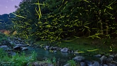 Fireflies over a river