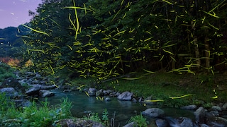 Fireflies over a river