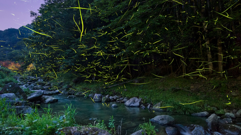 Fireflies over a river