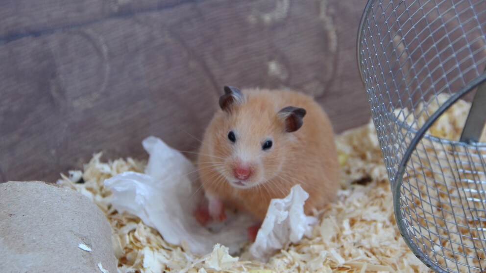 Syrian hamster sits in the enclosure and looks grumpily at the camera