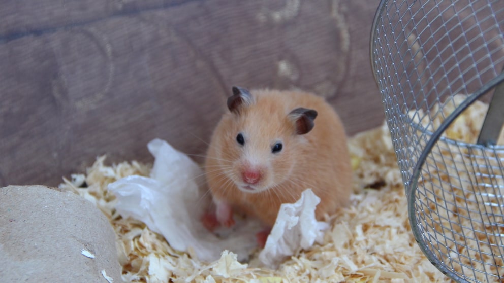 Syrian hamster sits in the enclosure and looks grumpily at the camera