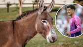 A collage of a picture of Kai Havertz and a donkey