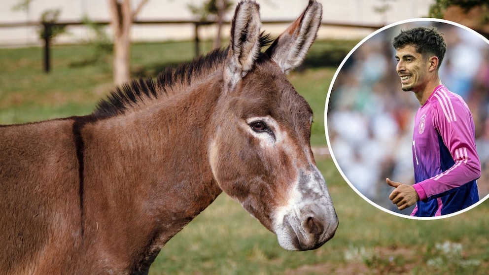 A collage of a picture of Kai Havertz and a donkey