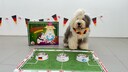 Oscar, the soccer oracle in front of the prediction board