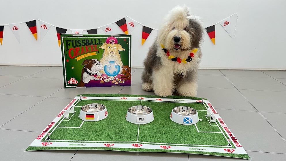 Oscar, the soccer oracle in front of the prediction board