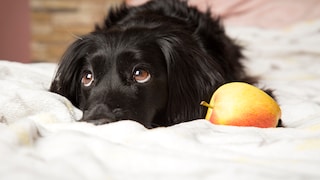 Dog lying next to an apple