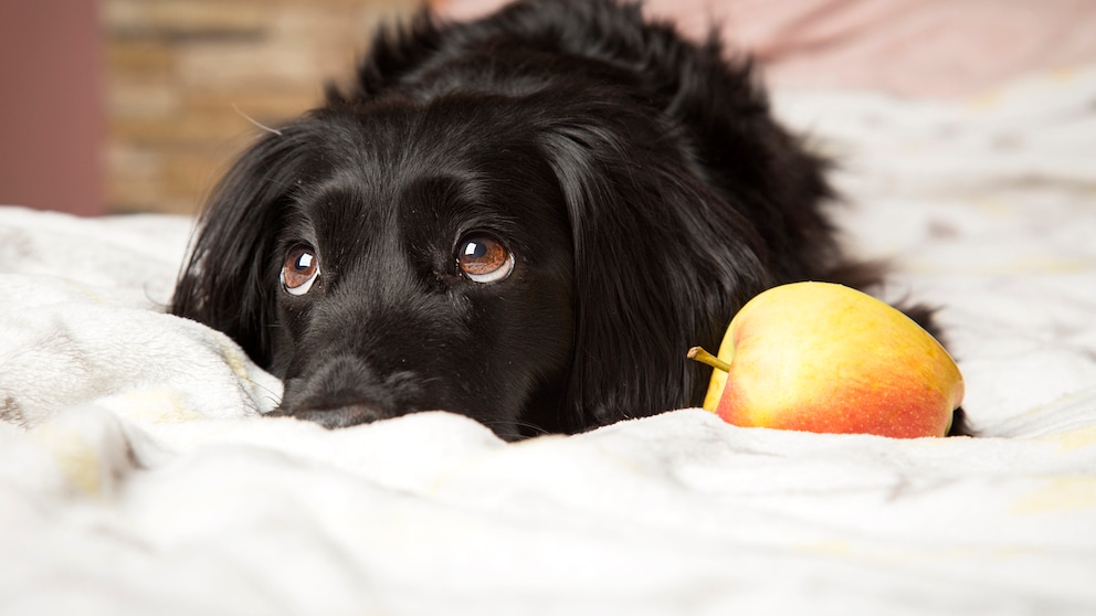 Dog lying next to an apple